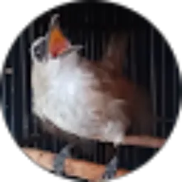 Review From Kicau Burung Tegalan