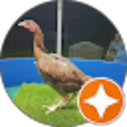 Review From A Rooster