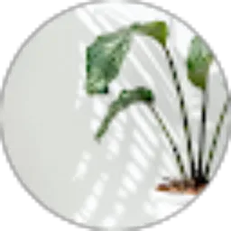 Review From diajeng hanum