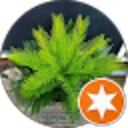 Review From Poppi Stevani