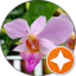 Review From Advis Prihandika