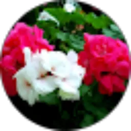 Review From Ernita Lumbanraja
