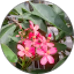 Review From Zidny Hasanah