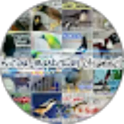 Review From KICAU MASTERAN CHANNEL