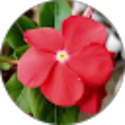 Review From Ruth Simamora