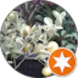 Review From FIRUNI Cute