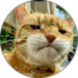Review From Orange Cat