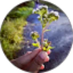Review From check