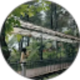 Review From Maestii