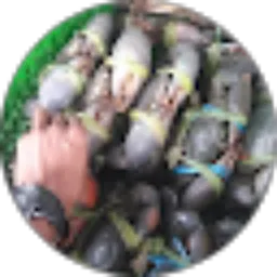 Review From Ardianz 79