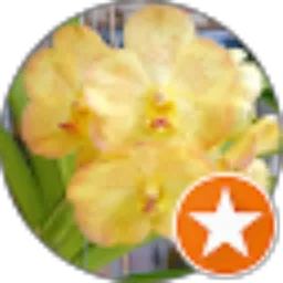 Review From Robby Orchids
