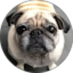 Review From Lexsy Pug
