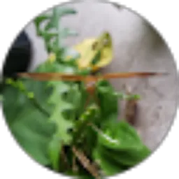 Review From Usa Mah