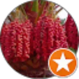 Review From Suparngun