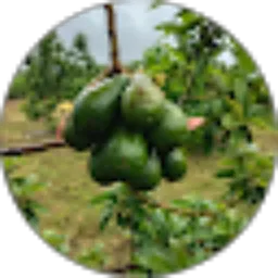 Review From Kapten Petani Channel
