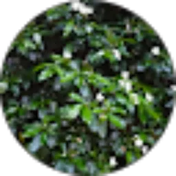 Review From Mila