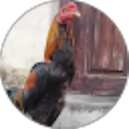 Review From Abdul W