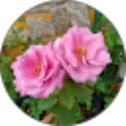 Review From Aminah Djamil