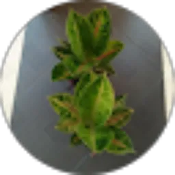 Review From Andi Aglaonema