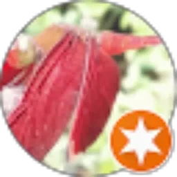 Review From Nicholas Peter
