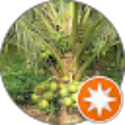 Review From Sae Saefudin