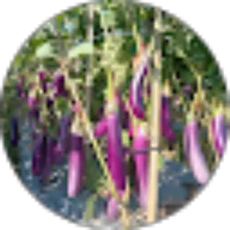 Review From Eli Arman