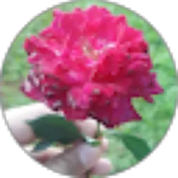 Review From Anis L N