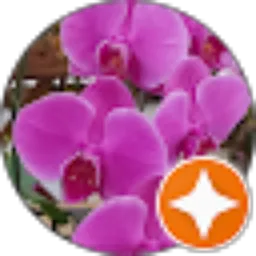 Review From Jodi Imantoko