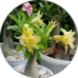 Review From echo purwahyono