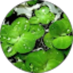 Review From Noveen Rycy Simbolon