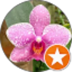 Review From Pangeling Anggrek