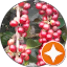 Review From Okky Herman